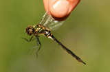 Somatochloa arctica (mindre glanstrollslnda) female S Mrdsel (Nb) 110708. Stefan Lithner