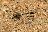 Onychogomphus forcipatus (stenflodtrollslnda) Brabygd (Bl) 110725. Stefan Lithner
