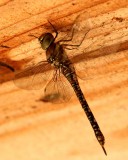 Aeshna mixta (hstmosaikslnda) Ottenby (l) 110801. Stefan Lithner