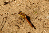 Sympetrum vulgatum (tegelrd ngstrollslnda) Mossagrden-Veberd (Sk) 110803. Stefan Lithner