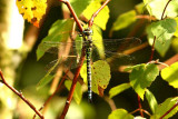 Aeshna cyanea (blgrn mosaikslnda) Slve Grustag (Bl) 110818. Stefan Lithner