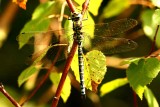 Aeshna cyanea (blgrn mosaikslnda) Slve Grustag (Bl) 110818. Stefan Lithner