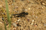 Sympetrum danae (svart ngstrollslnda) Slve Grustag  (Bl) 110818. Stefan Lithner