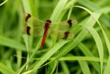 Sympetrum pedemontanum male Ramsjholm (Sm) 110910. Stefan Lithner