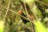 Blond-crested Woodpecker Perque 111101. Photo Stefan Lithner