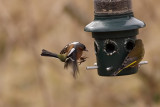 Chaffinch on Feeder