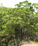 Eucalyptus urophylla forest Mundo Perdido
