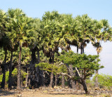 coastal palm savanna