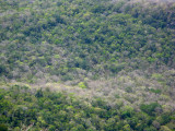 semi-deciduous forest Tutuala