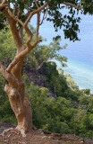 Atauro landscape with Eucalyptus alba