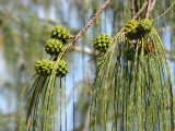  Horsetail Oak (Casuarina equisetifolia)