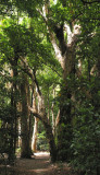 Weeping Paperbark forest