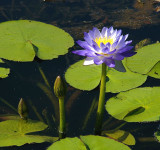 Blue Water-lily (Nymphaea violacea)