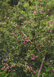 Common Pinkberry (Leptecophylla juniperina)