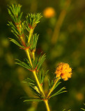 a wattle (Acacia asperulacea)