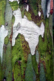Snow Gum (Eucalyptus pauciflora)