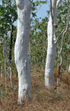 Whitebark (Eucalyptus apodophylla)