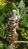 Coast Banksia (Banksia integrifolia)