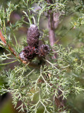 Conesticks (Petrophile canescens)