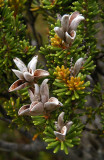 Revolute Orites (Orites revolutus)