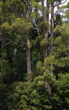 Messmate (Eucalyptus obliqua)