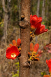 Broad-leaved Kurrajong (Brachychiton megaphyllus)