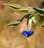 Camelbush (Trichodesma zeylanicum)