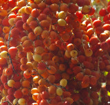 Carpentaria Palm (Carpentaria acuminata) cultivated