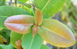 Xanthostemon eucalyptoides