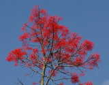 Flame Tree (Brachychiton acerifolius)