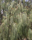 Horsetail Oak (Casuarina equisetifolia)