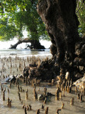 Star Mangrove (Sonneratia alba)