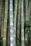 giant bamboo