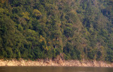 Mekong forest