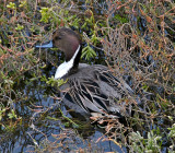 Male Northern Pintail