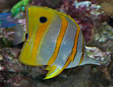 Butterfly fish