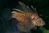 Lionfish