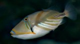 Picaso Triggerfish