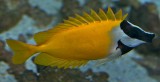 Foxface rabbitfish / Siganus vulpinus