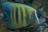 6 Banded Angelfish being cleaned by Cleaner Wrasse