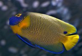 Blueface Angelfish / Pomacanthus xanthometopon