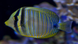 Sailfin Tang