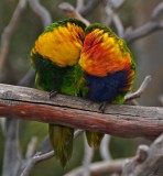 Lorikeet lovebirds