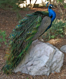 Peacock on a rock