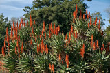 Aloe (South African)