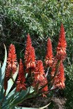 Aloe (South African)