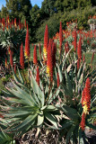 Aloe (South African)