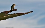 Hummingbird on a cactus