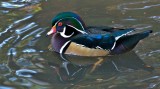 Wood duck