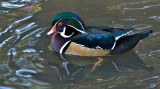 Wood duck